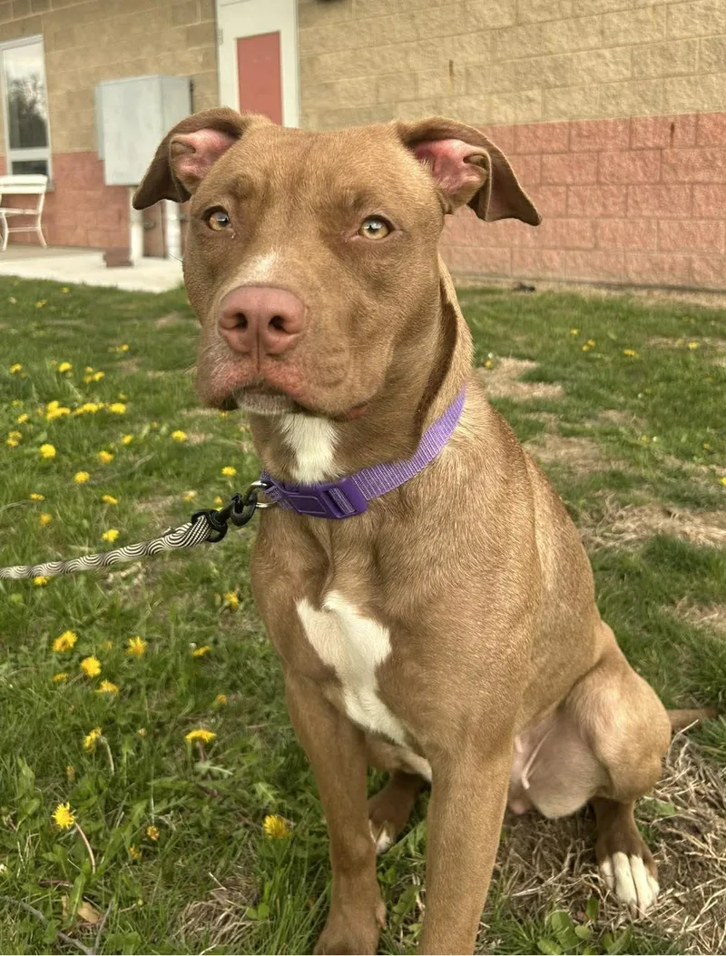 A young medium-sized female Brown / Chocolate Pit Bull Terrier dog named Aurora for adoption in Maryville, MO
