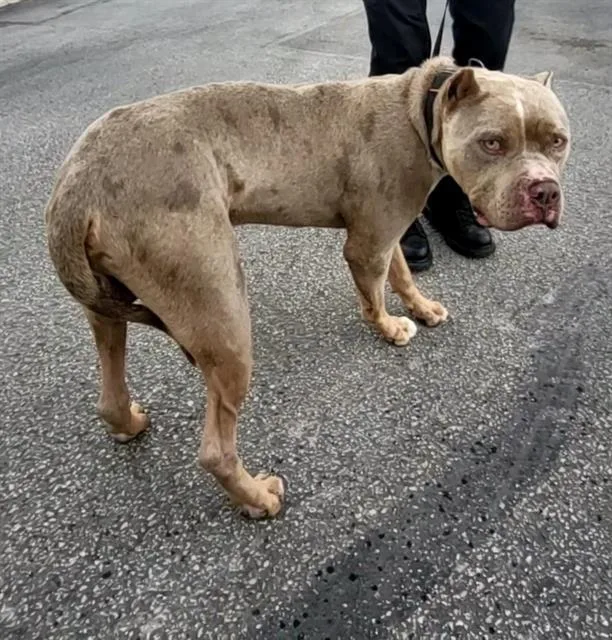 An adult large-sized male American Staffordshire Terrier dog named Dillworth for adoption in San Antonio, TX