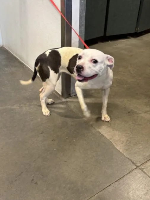 An adult large-sized female Pit Bull Terrier dog named Queen E for adoption in Chatsworth, CA