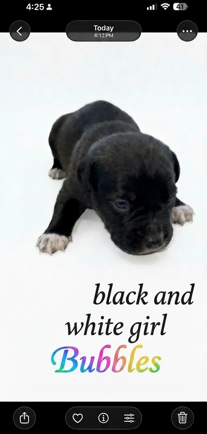 A young medium-sized female Mixed Breed dog named Bubbles  Nemo Litter for adoption in Holly Springs, NC