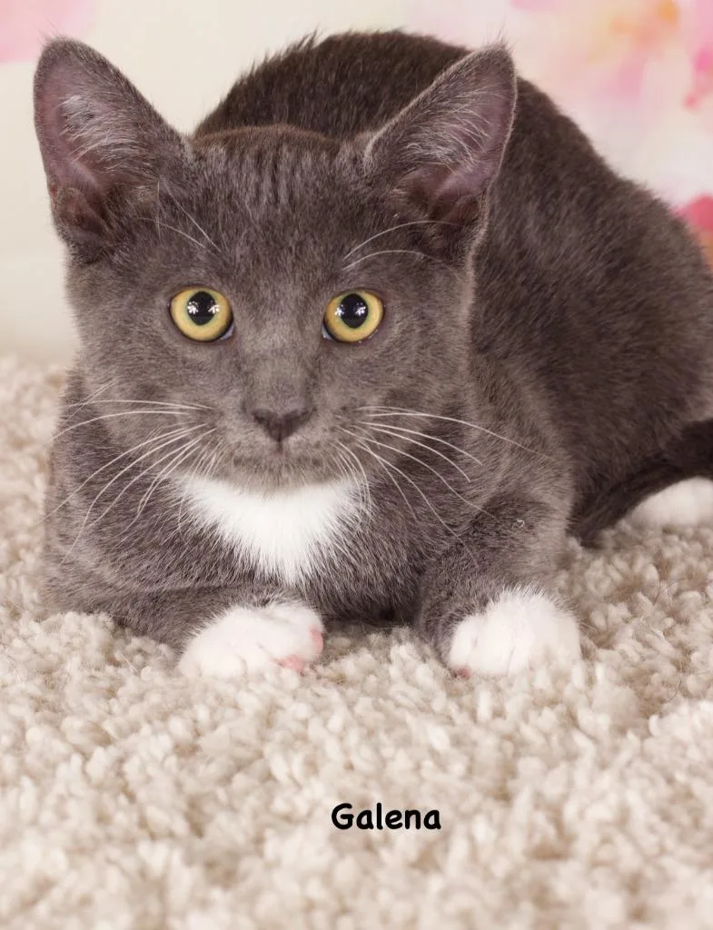 A baby small-sized female Domestic Short Hair cat named Galena for adoption in Gilbert, AZ