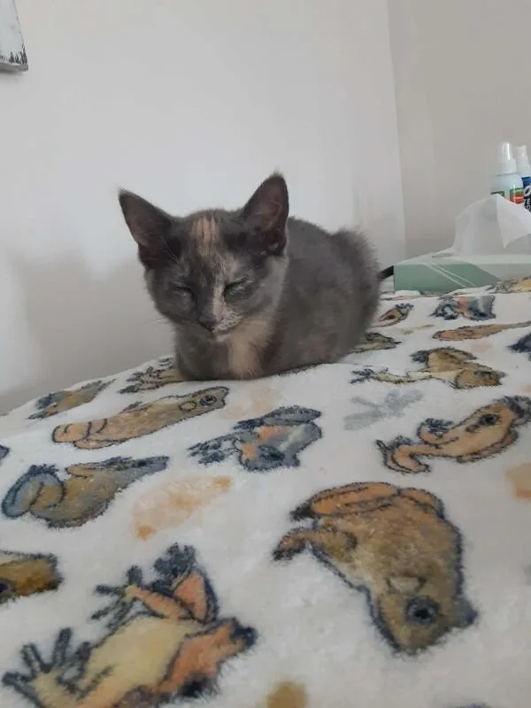 A young medium-sized female Tortoiseshell Domestic Short Hair cat named Hazel for adoption in Adrian, MI