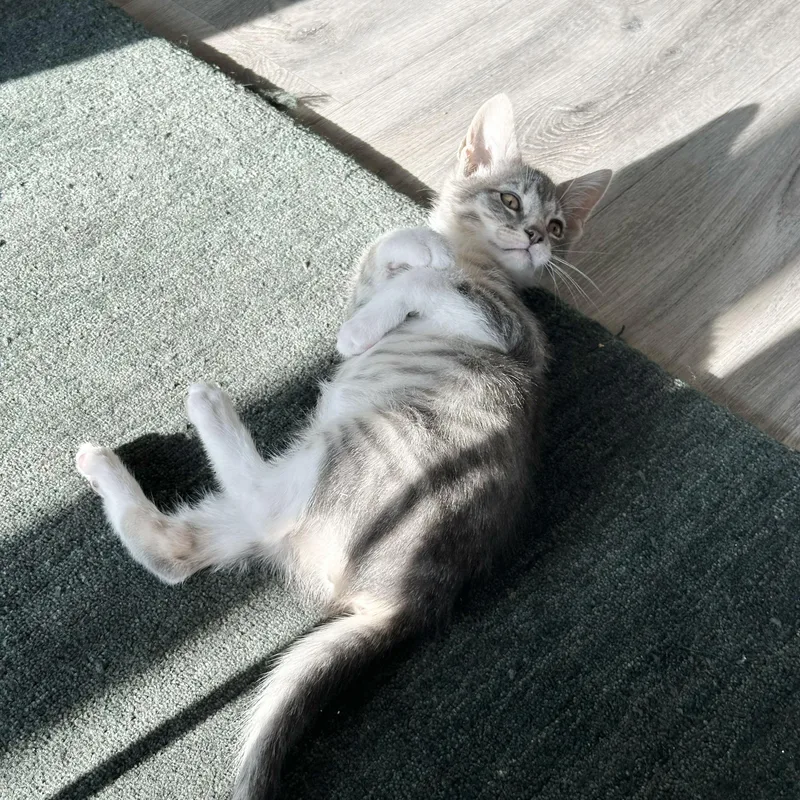 A baby medium-sized male Tabby (Gray / Blue / Silver) Domestic Short Hair cat named Crease for adoption in BROOKLYN, NY