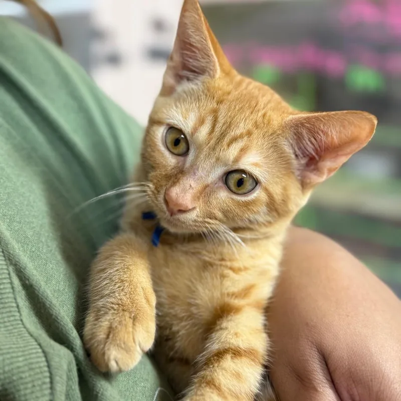 A baby small-sized male Orange / Red Domestic Short Hair cat named Sirius for adoption in Lauderhill, FL