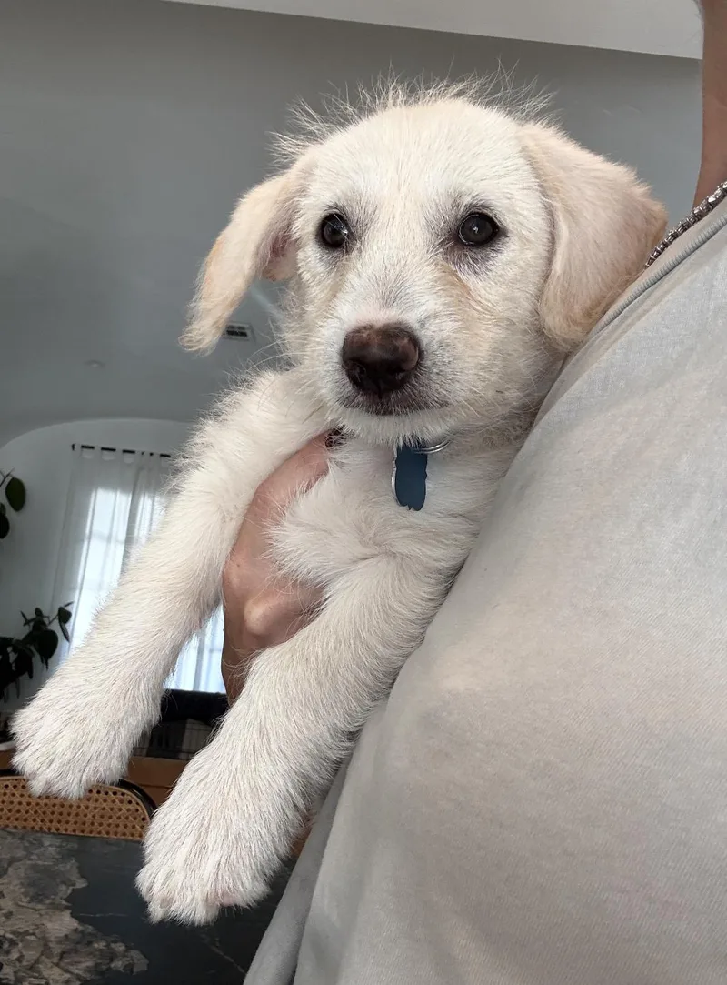 A young medium-sized female Terrier dog named NineFive for adoption in Los Angeles, CA