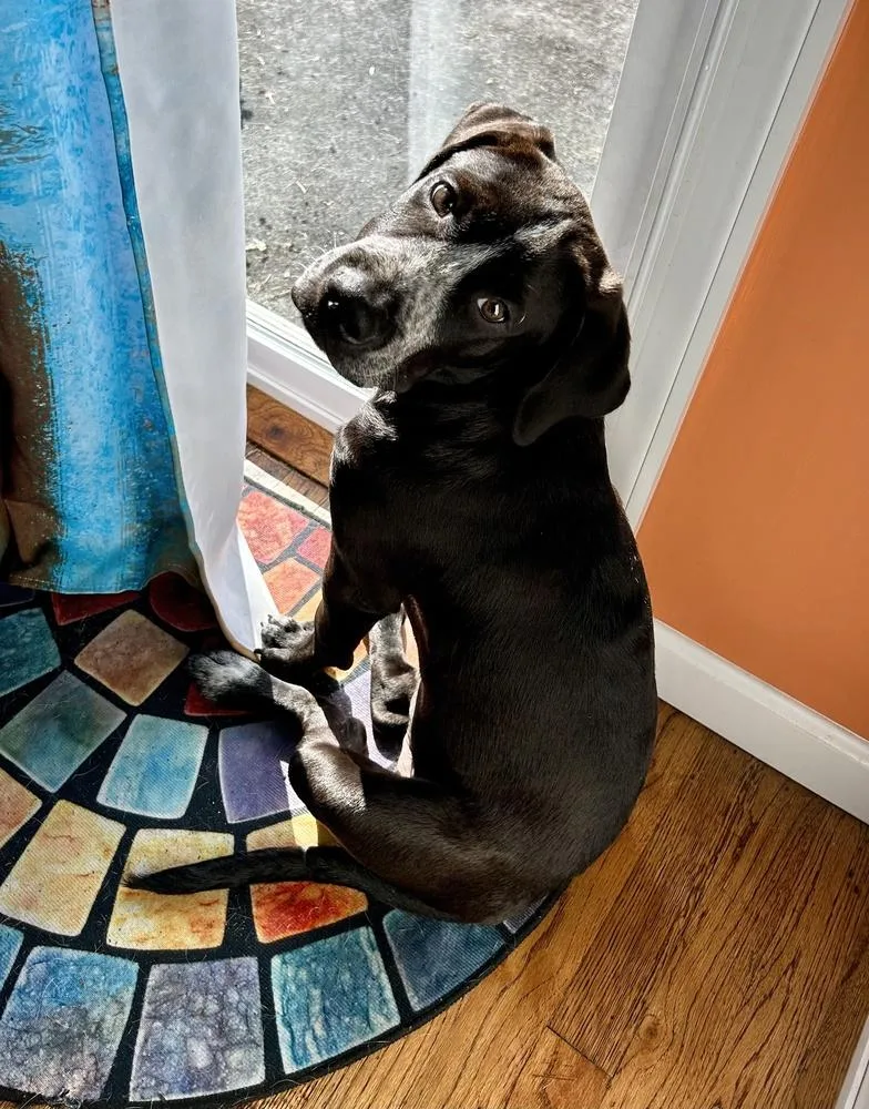 A baby large-sized male Labrador Retriever dog named Jackson for adoption in Greenlawn, NY