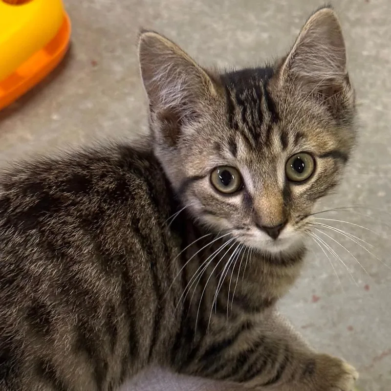 A baby small-sized male Brown / Chocolate Domestic Short Hair cat named Humphrey for adoption in Pittsburgh, PA