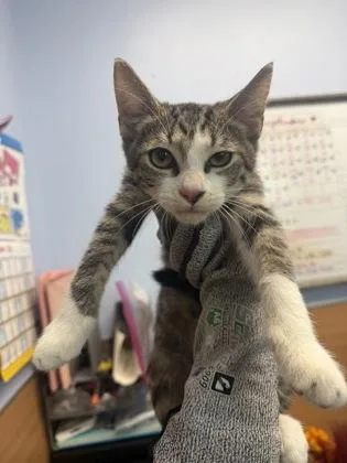 A baby medium-sized male Domestic Short Hair cat named Clowers for adoption in Chamblee, GA
