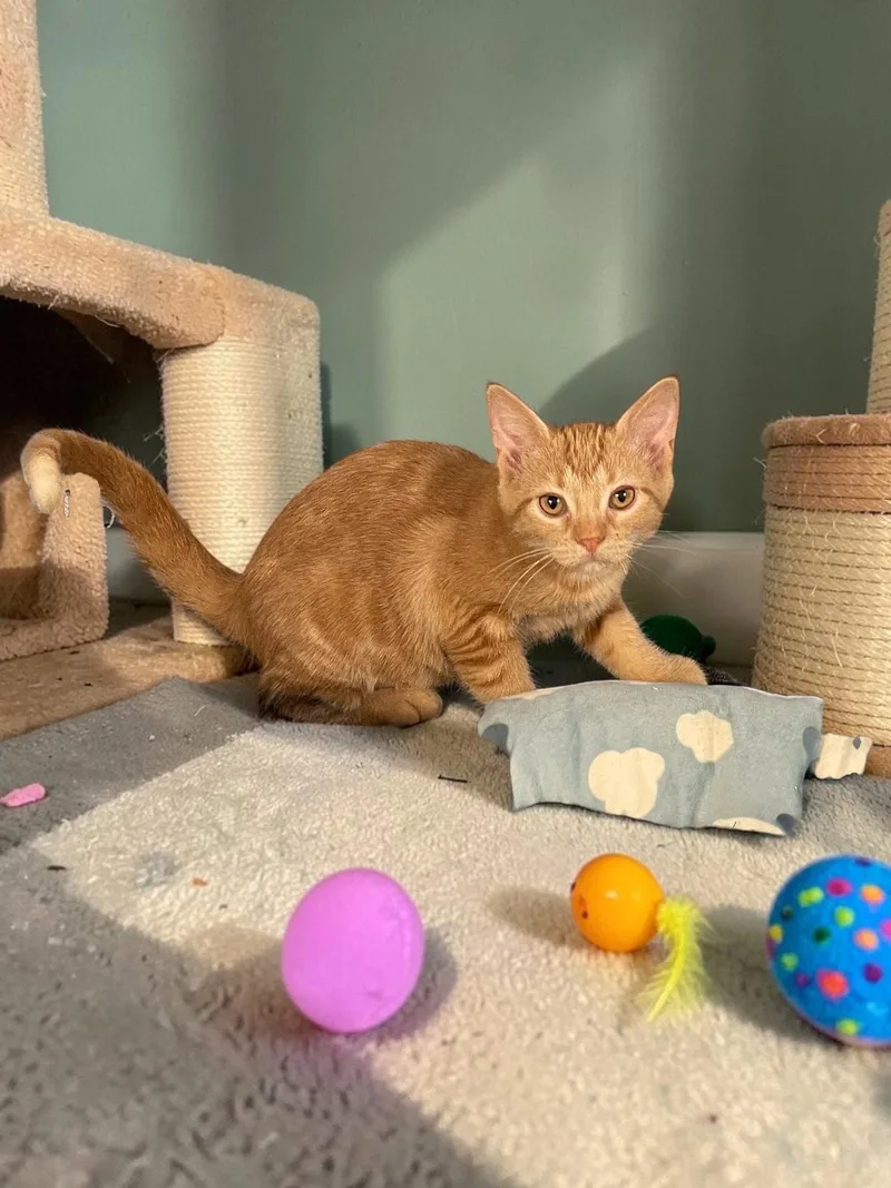 A baby medium-sized female Orange / Red Domestic Short Hair cat named Emmy for adoption in Champaign, IL