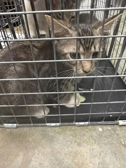 An adult small-sized male Domestic Short Hair cat named Avoyelles for adoption in Port Allen, LA