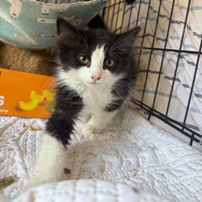 A baby small-sized male Domestic Medium Hair cat named Scruffy for adoption in Spokane, WA