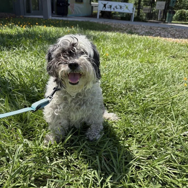 A senior small-sized female White / Cream Mixed Breed dog named Jersey for adoption in Jacksonville, FL