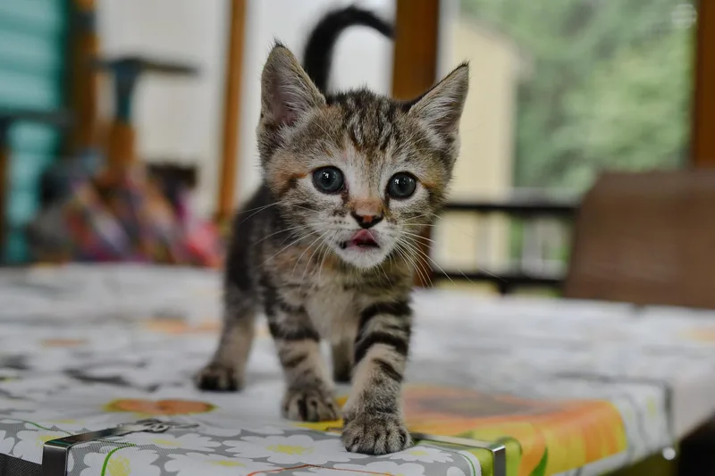 A baby medium-sized female Calico Domestic Short Hair cat named Supra for adoption in Hermitage, PA