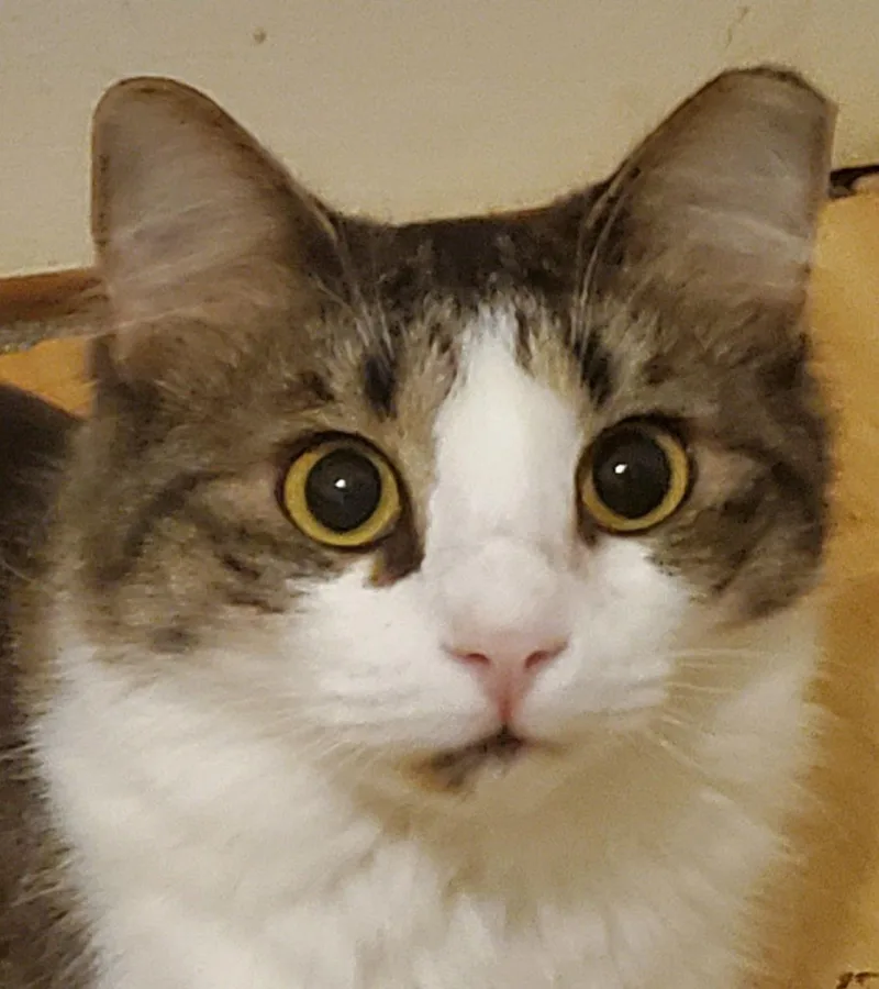 Carlii