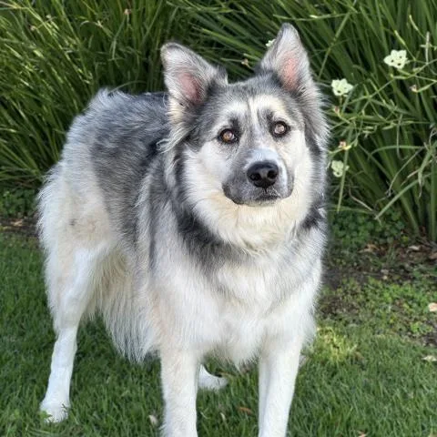 An adult medium-sized female Siberian Husky dog named Rey for adoption in Camarillo, CA