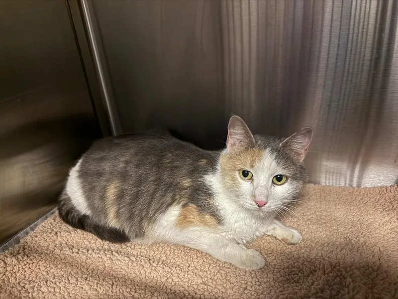 A young medium-sized female Domestic Medium Hair cat named Cove for adoption in Heber City, UT