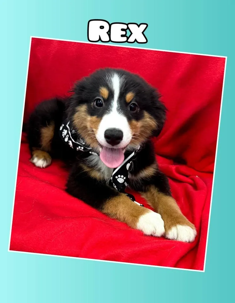Rex
