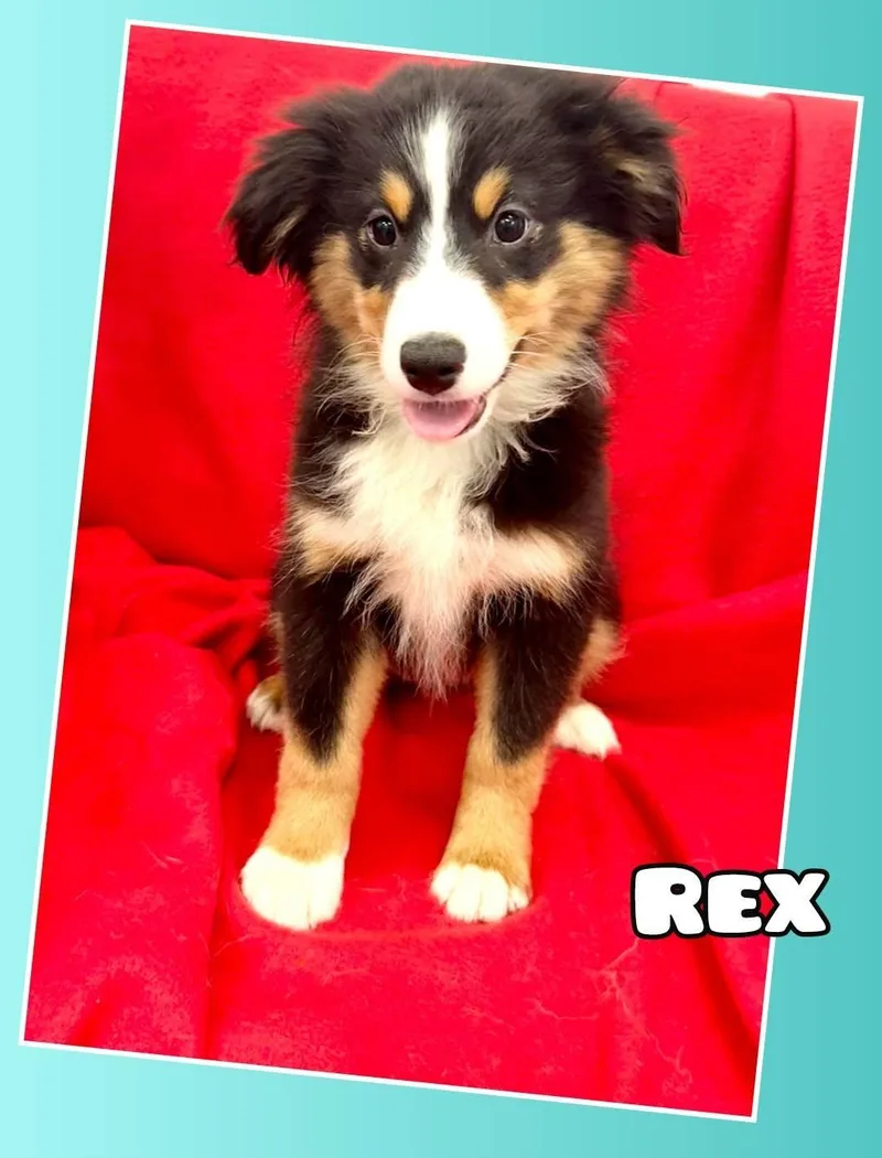 Rex thumbnail 2