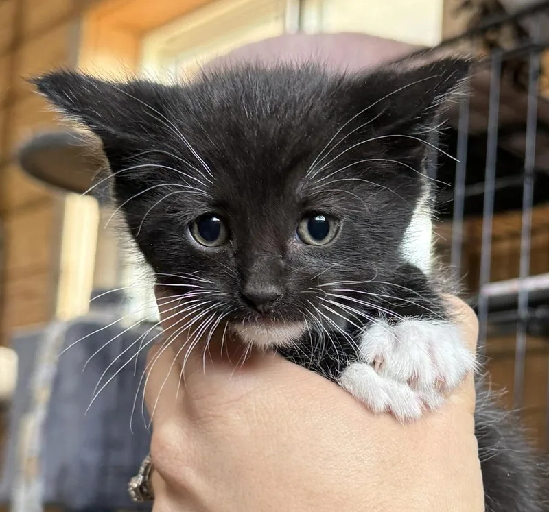 A baby medium-sized male Domestic Short Hair cat named Charmander for adoption in St. Cloud, MN