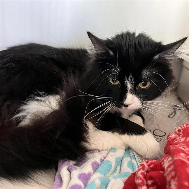 A young medium-sized male Domestic Short Hair cat named Pierre for adoption in Methuen, MA