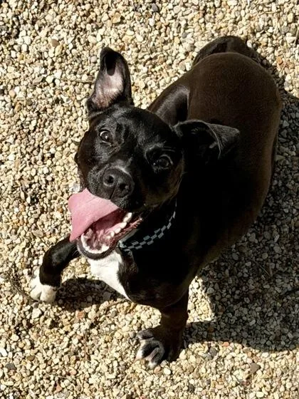 An adult large-sized male Pit Bull Terrier dog named Tommy Pickles for adoption in Kansas City, MO