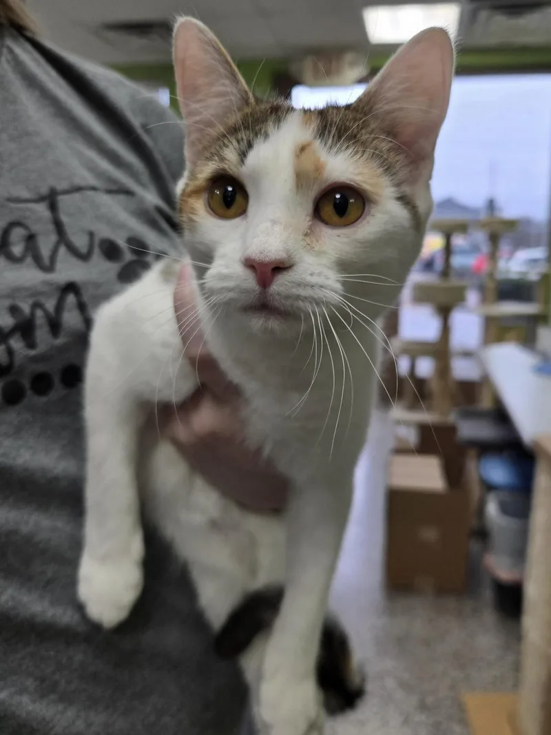An adult medium-sized female Calico Domestic Short Hair cat named Sunrise for adoption in Richmond, KY