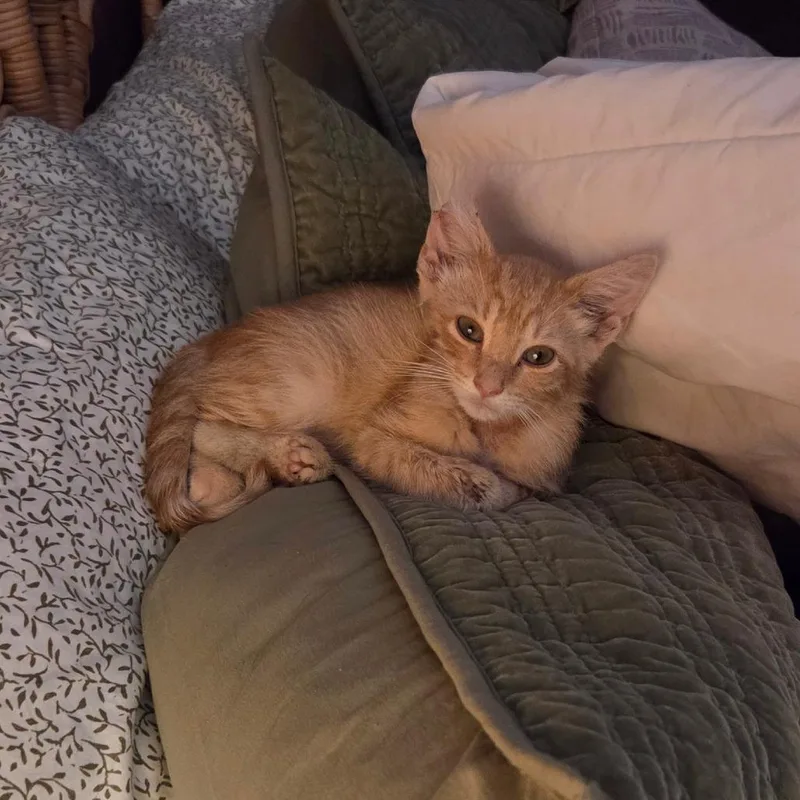 A baby medium-sized male Orange / Red Domestic Short Hair cat named Keanu for adoption in Chattanooga, TN