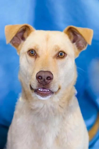 A young medium-sized male Labrador Retriever dog named Earl for adoption in Dothan, AL