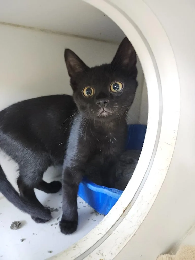 A baby small-sized male Domestic Short Hair cat named Freeway for adoption in Sapulpa, OK