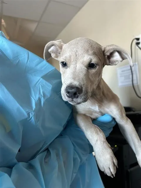 A baby small-sized male Terrier dog named Titan for adoption in San Antonio, TX