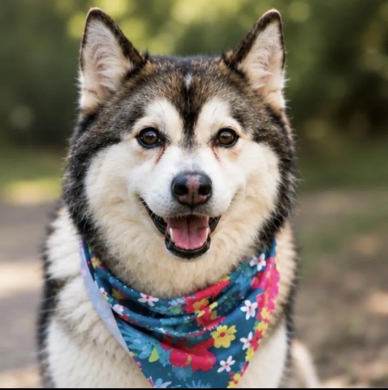 An adult medium-sized male Gray / Blue / Silver Pomsky dog named Nacho The Handsome for adoption in woodland, CA