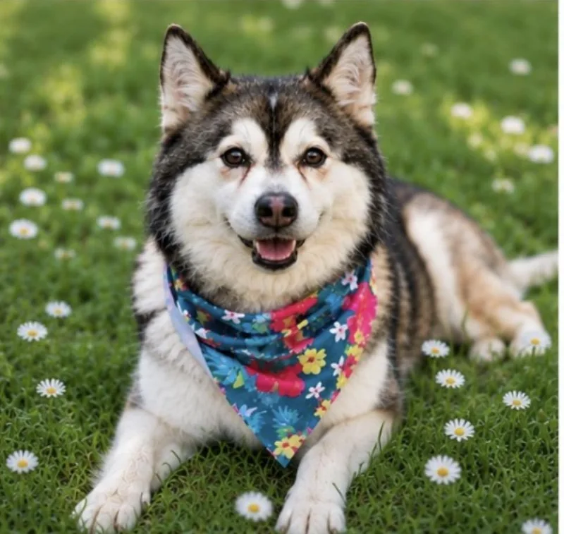 Nacho The Handsome thumbnail 4