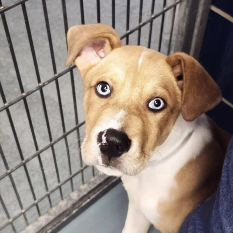 A baby small-sized male Australian Cattle Dog / Blue Heeler dog named Blue for adoption in Houston, TX