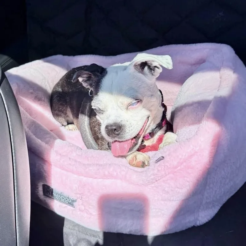 A senior small-sized female Boston Terrier dog named Alice for adoption in Long Island City, NY