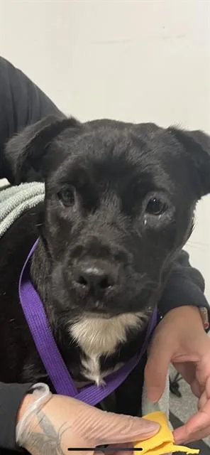 A young medium-sized female Labrador Retriever dog named June for adoption in Lincolnton, NC