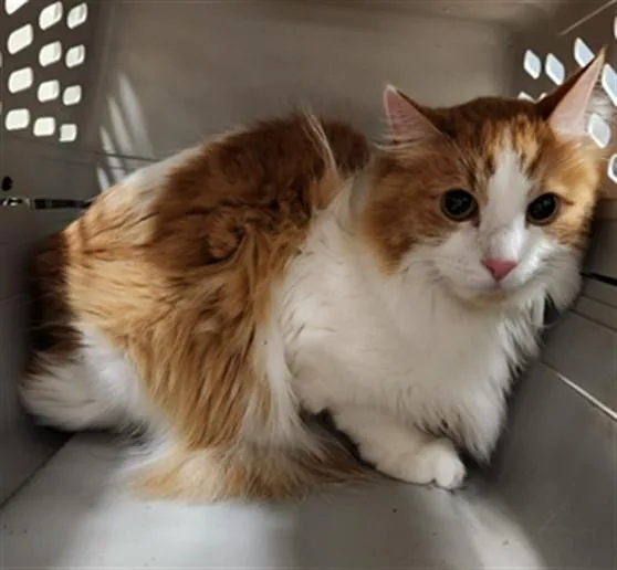 An adult medium-sized male Domestic Long Hair cat named Bach A for adoption in Plano, TX