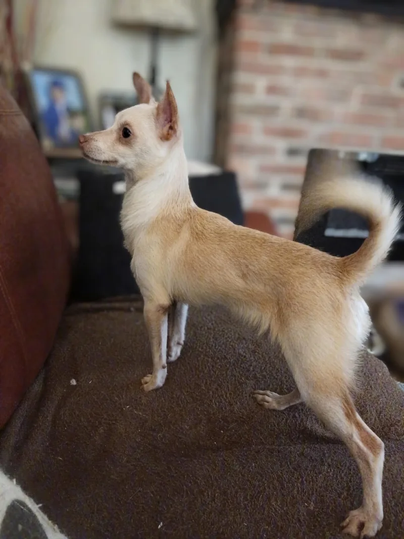 A young small-sized male Apricot / Beige Chihuahua dog named Jax for adoption in Tampa, FL