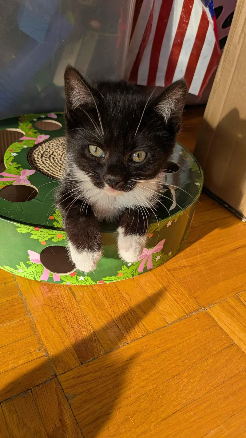 A baby small-sized male Black & White / Tuxedo Domestic Short Hair cat named Stormy for adoption in Weehawken, NJ