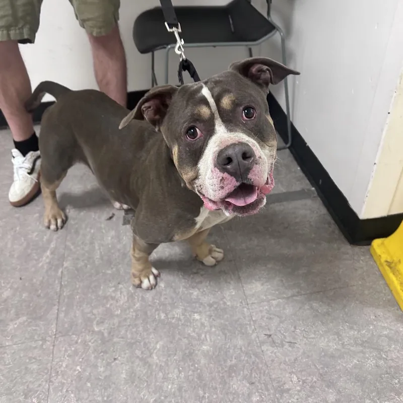 An adult medium-sized male Gray / Blue / Silver Mixed Breed dog named Zylus for adoption in Philadelphia, PA