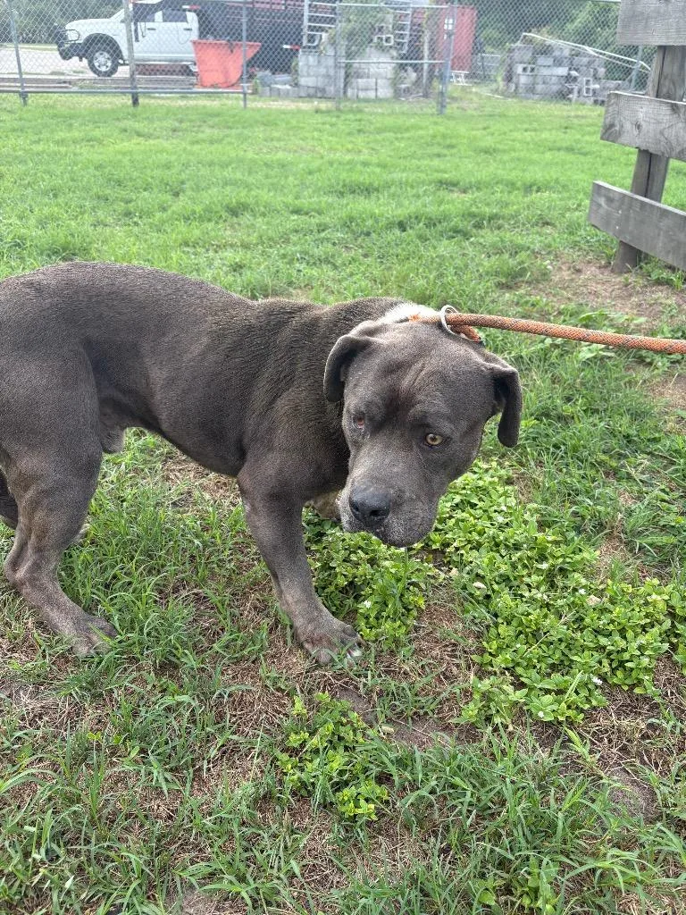 A young large-sized male Pit Bull Terrier dog named Bobbie for adoption in Wauchula, FL