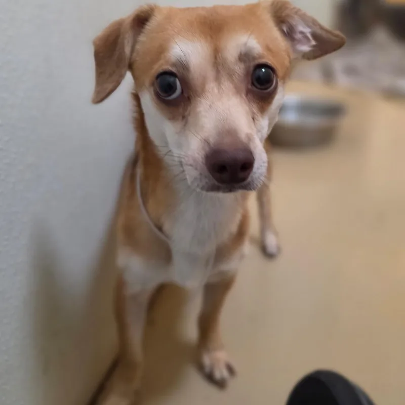 An adult small-sized male White / Cream Chihuahua dog named Ranger  Chino Hills for adoption in Chino Hills, CA