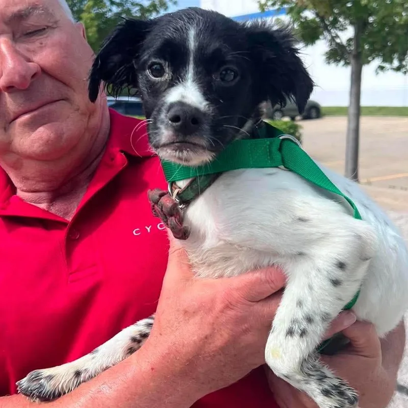 A young small-sized male Black Spaniel dog named Buster for adoption in St. Charles, IL