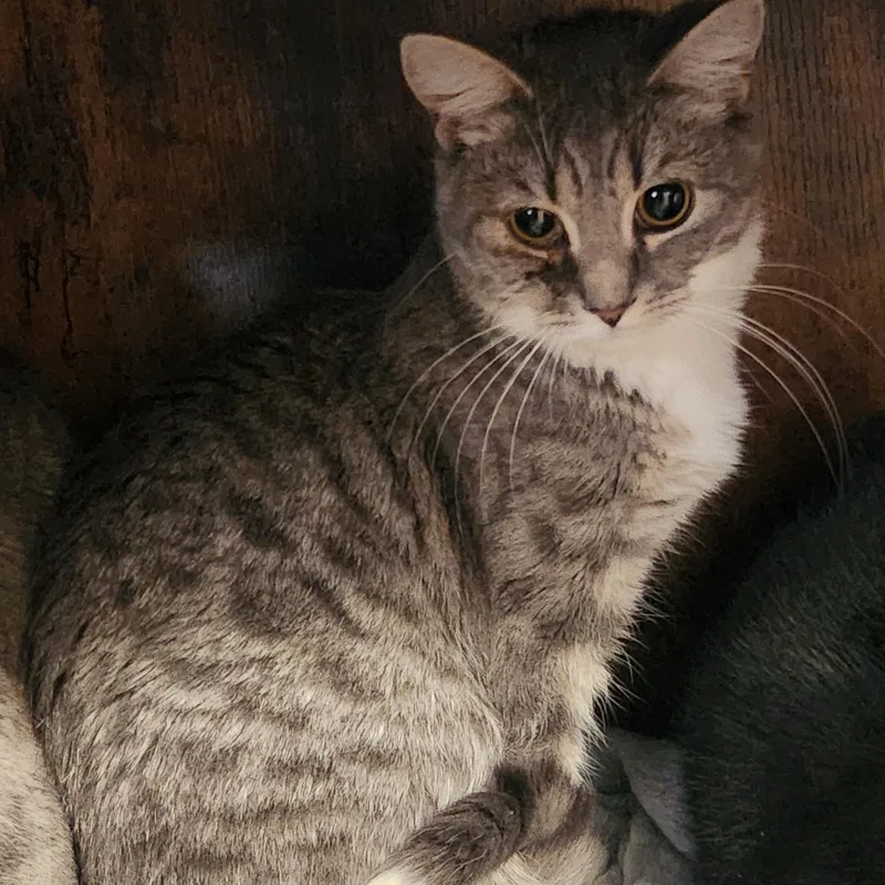 A young medium-sized female Tabby (Gray / Blue / Silver) Domestic Short Hair cat named Renza for adoption in Hagerstown, MD