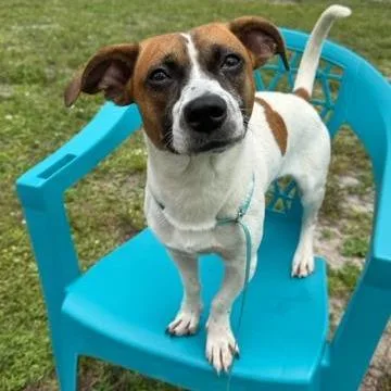 An adult medium-sized male Brown / Chocolate Mixed Breed dog named Bonbaro for adoption in West Palm Beach, FL