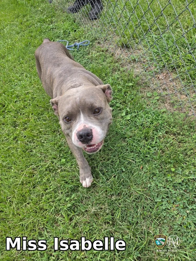 An adult medium-sized female Pit Bull Terrier dog named Miss Isabelle for adoption in Rocky Mount, NC