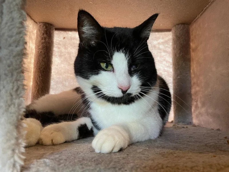 An adult medium-sized female Black & White / Tuxedo Domestic Short Hair cat named Lyric for adoption in Cromwell, KY