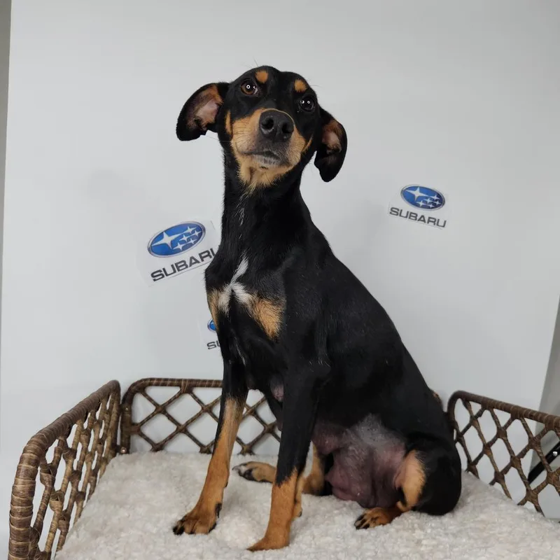 An adult medium-sized female Black Miniature Pinscher dog named Shandy for adoption in Fort Wayne, IN