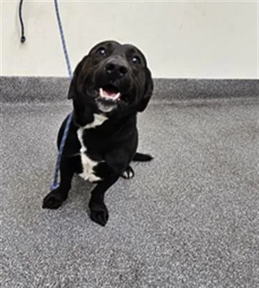An adult medium-sized male Beagle dog named Efrain for adoption in Los Angeles, CA