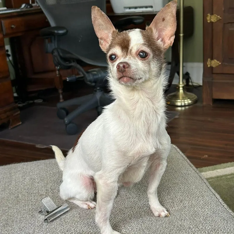 A senior small-sized female White / Cream Chihuahua dog named Dora for adoption in Phoenixville, PA