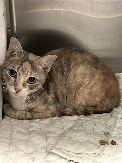 A young small-sized female Domestic Short Hair cat named Bebe for adoption in Dallas, TX